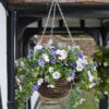 Easy Basket - Petunias - Hanging Basket 2 Easy Basket - Petunias - Hanging Basket -Green Garden World 5040052 giant