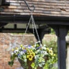Easy Basket - Pansies - Hanging Basket 1 Easy Basket - Pansies - Hanging Basket -Green Garden World 5040054 giant