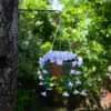 Easy Basket - Spring Bloom - Hanging Basket -Green Garden World 5040063 giant