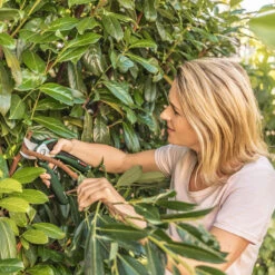 Bosch EasyPrune Electric Secateurs 12 Bosch EasyPrune Electric Secateurs -Green Garden World easyprune life 2