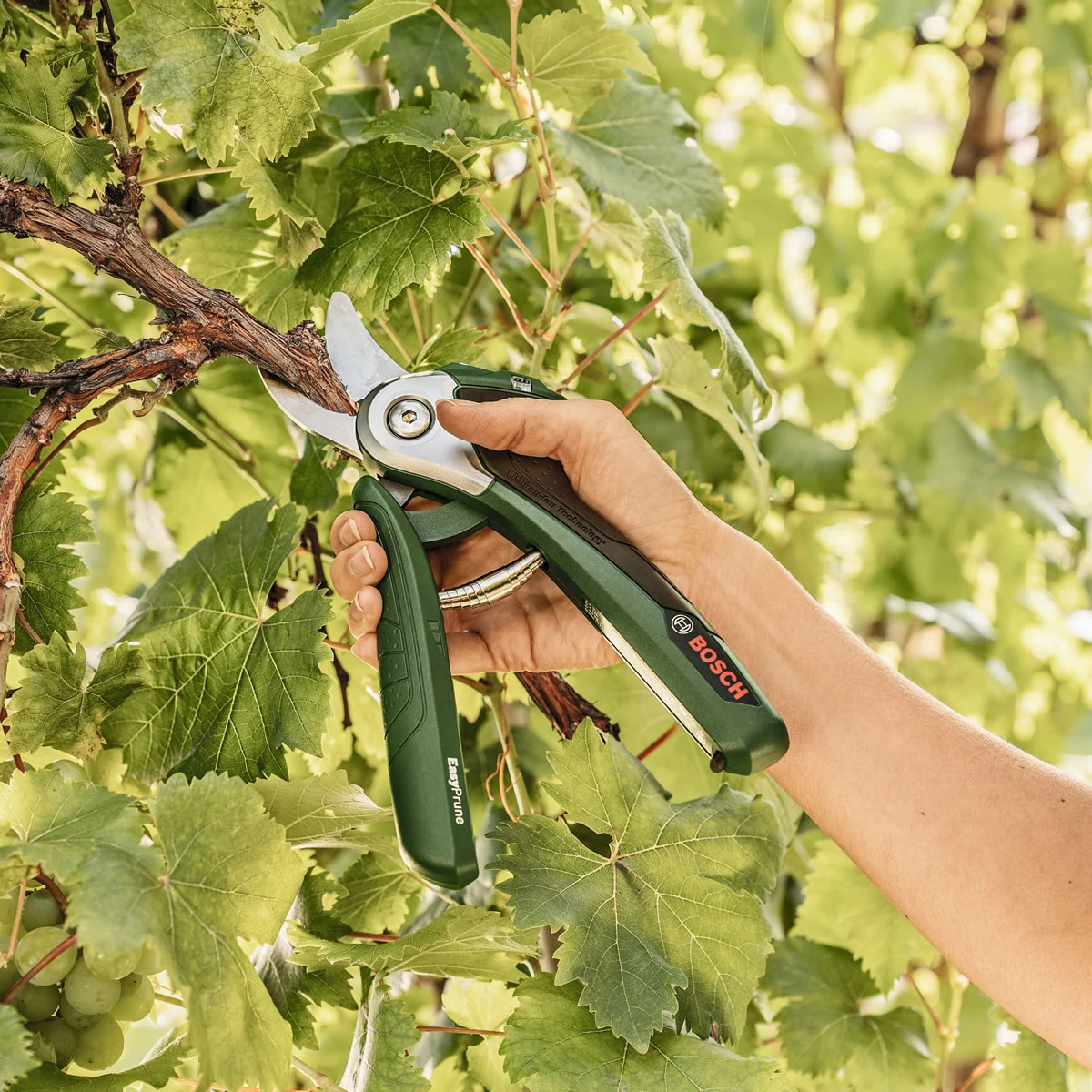 Bosch EasyPrune Electric Secateurs 6 Bosch EasyPrune Electric Secateurs - Image 4