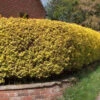 Golden Privet (Ligustrum Aureum) Evergreen Hedging Plants 2 Golden Privet (Ligustrum Aureum) Evergreen Hedging Plants -Green Garden World l 10 Golden Privet Plants 2yrs old 60 90cm zpsnmllb2ie