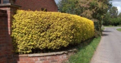Golden Privet (Ligustrum Aureum) Evergreen Hedging Plants