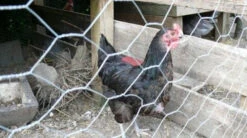 25m Long, 180cm Tall Roll Of Galvanised Chicken Wire Mesh - 50mm Mesh Size -Green Garden World l 38dd6f4fa9edea60ae438783cb93beee.image .500x280 1