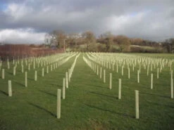 Rainbow Tree Defenders With Stakes - 150cm Tall - X10