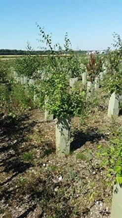 Rainbow Tree Defenders With Stakes - 60cm Tall - X10