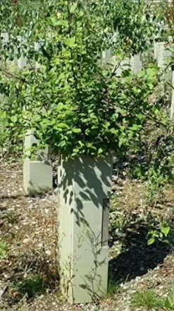 Rainbow Tree Defenders - 60cm Tall - X10 -Green Garden World l 61T1m845FnL. AC