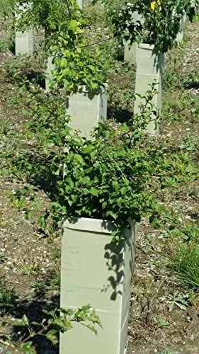 Rainbow Tree Defenders With Stakes - 60cm Tall - X10 4 Rainbow Tree Defenders With Stakes - 60cm Tall - X10 - Image 2