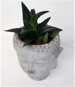Buddha Head Planter - Stone Effect 10 Buddha Head Planter - Stone Effect -Green Garden World l 61s41P5kJpS. AC SL1000
