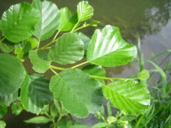 Alder (Alnus Glutinosa) Field Grown Hedging Plants - 2-3ft 11 Alder (Alnus Glutinosa) Field Grown Hedging Plants - 2-3ft -Green Garden World l Alder 5