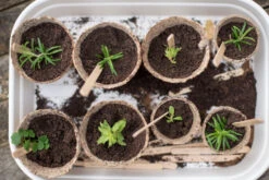 Nutley's 6cm Round Jiffy Peat-Free Fibre Plant Pot -Green Garden World l B0084405LS.PT03 d0a136c5 3bfb 4d59 a8c1 b26c845e5cf5 1024x1024@2x