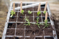 Nutley's 40 Cell Full Size Seed Propagator Set - Tray: Without Holes 9 Nutley's 40 Cell Full Size Seed Propagator Set - Tray: Without Holes -Green Garden World l B009W2NB26.PT05 7cf63fa3 558f 4308 b144 4e63dd86b35d 1024x1024@2x