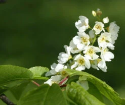 Bird Cherry (Prunus Padus) Bare Root Hedging Plants - 3-4ft -Green Garden World l Bird Cherry 3