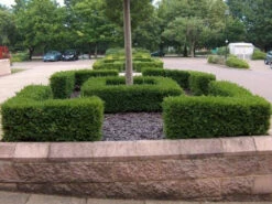 Box (Buxus Sempervirens) Field Grown Bare Root Hedging Plants -Green Garden World l Box 1