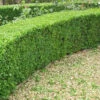 Box (Buxus Sempervirens) Field Grown Bare Root Hedging Plants -Green Garden World l Box 2