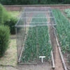 Standard Fruit Cage 183cm High X 183cm Wide X 366cm Long -Green Garden World l FCS62