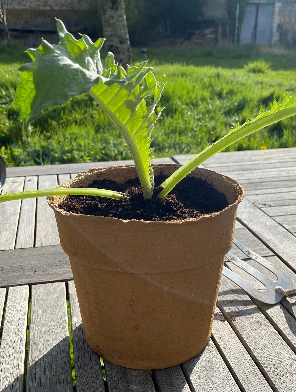 Nutley's 3-Litre Biodegradeable Organic Wood Fibre Plantable Plant Pots 4 Nutley's 3-Litre Biodegradeable Organic Wood Fibre Plantable Plant Pots - Image 2