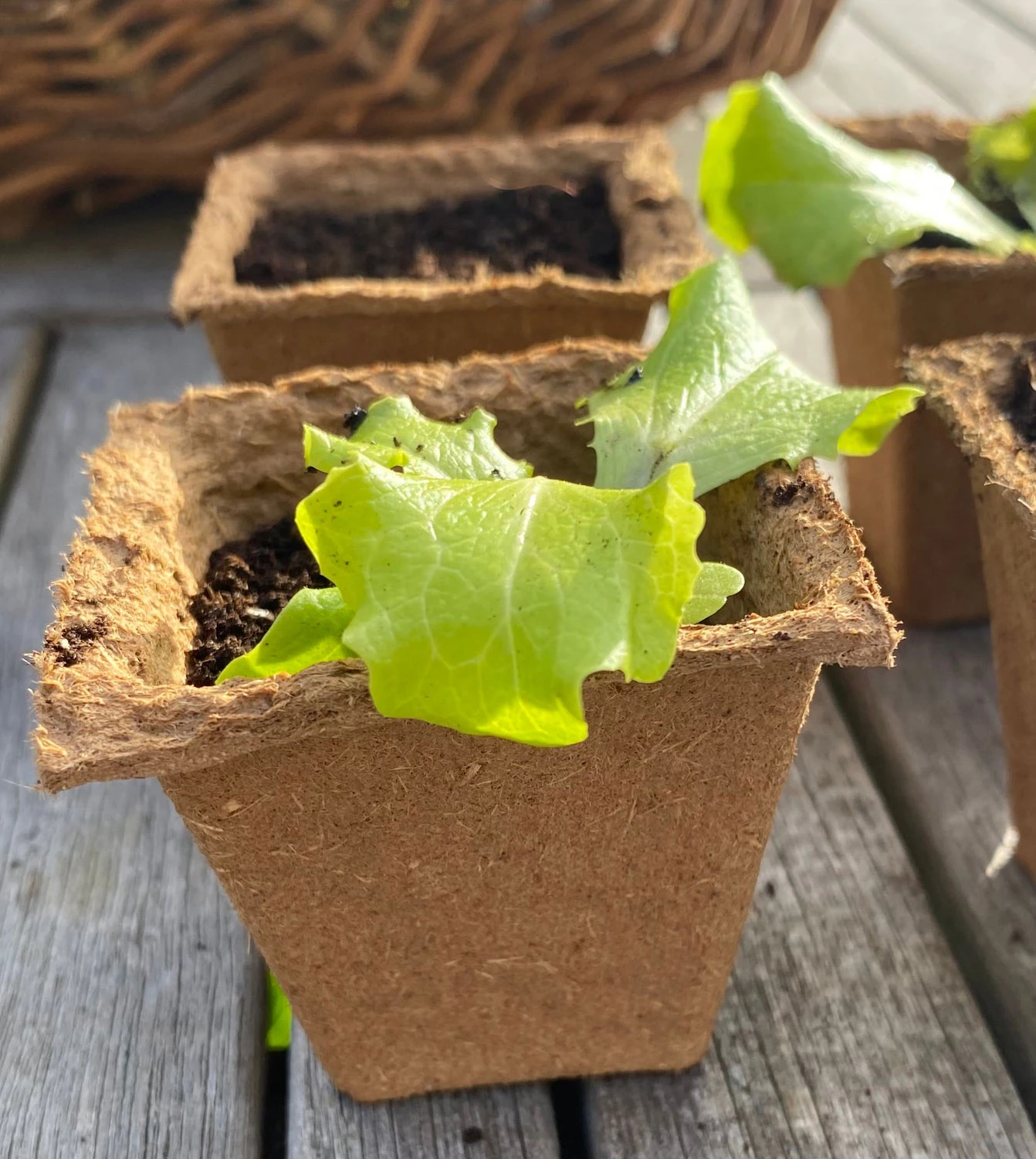 Nutley's 6cm Square Biodegradable Organic Wood Fibre Plantable Plant Pots 8 Nutley's 6cm Square Biodegradable Organic Wood Fibre Plantable Plant Pots - Image 6