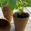 Nutley's 7cm Biodegradeable Organic Wood Fibre Plantable Plant Pots -Green Garden World l Fertil8cmpotwithstrawberry 119943fd 3ed6 492f babc ced2dfef75d8 1024x1024@2x 1