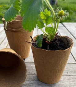 Nutley's 8cm Biodegradeable Organic Wood Fibre Plantable Plant Pots 9 Nutley's 8cm Biodegradeable Organic Wood Fibre Plantable Plant Pots -Green Garden World l Fertil8cmpotwithstrawberry 119943fd 3ed6 492f babc ced2dfef75d8 1024x1024@2x