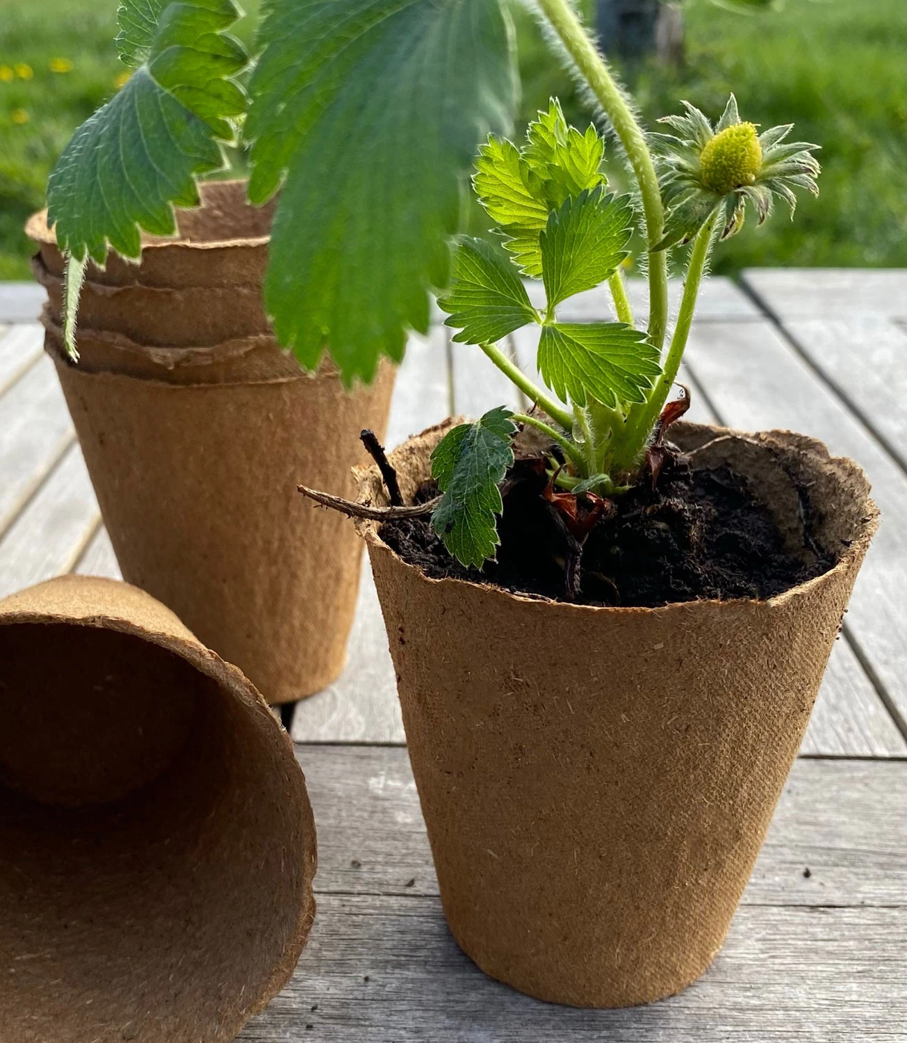 Nutley's 8cm Biodegradeable Organic Wood Fibre Plantable Plant Pots 6 Nutley's 8cm Biodegradeable Organic Wood Fibre Plantable Plant Pots - Image 4