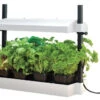 Garland Micro Grow Light Garden Propagator -Green Garden World l GAL624