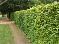 5 X 4ft Tall Potted Green Copper Beech Native Hedge Plant Saplings Semi-evergreen Hedging 13 5 X 4ft Tall Potted Green Copper Beech Native Hedge Plant Saplings Semi-evergreen Hedging -Green Garden World l Green Beech 1