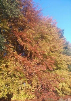 5 X 4ft Tall Potted Green Copper Beech Native Hedge Plant Saplings Semi-evergreen Hedging 11 5 X 4ft Tall Potted Green Copper Beech Native Hedge Plant Saplings Semi-evergreen Hedging -Green Garden World l Green Beech 3