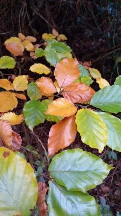 Green Beech (Fagus Sylvatica) Semi-Evergreen Bare Root Hedging Plants -Green Garden World l Green Beech 31