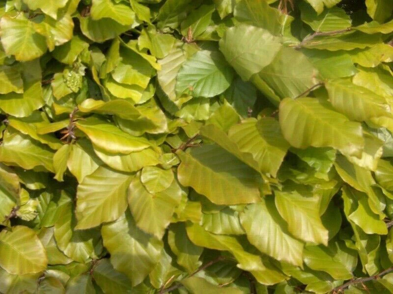 5 X 4ft Tall Potted Green Copper Beech Native Hedge Plant Saplings Semi-evergreen Hedging 5 5 X 4ft Tall Potted Green Copper Beech Native Hedge Plant Saplings Semi-evergreen Hedging - Image 3