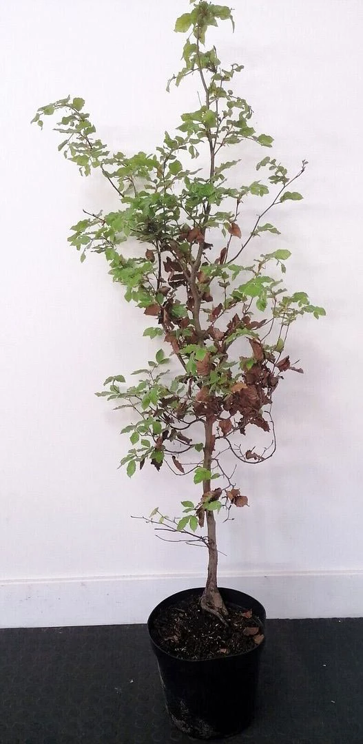 5 X 4ft Tall Potted Green Copper Beech Native Hedge Plant Saplings Semi-evergreen Hedging 4 5 X 4ft Tall Potted Green Copper Beech Native Hedge Plant Saplings Semi-evergreen Hedging - Image 2