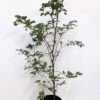 5 X 4ft Tall Potted Green Copper Beech Native Hedge Plant Saplings Semi-evergreen Hedging -Green Garden World l Green Beech 6