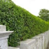 Green Privet (Ligustrum Ovalifolium) Evergreen Bare Root Hedging Plants -Green Garden World l Green Privet 1