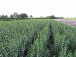 Green Privet (Ligustrum Ovalifolium) Evergreen Bare Root Hedging Plants -Green Garden World l Green Privet 3