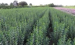 Green Privet (Ligustrum Ovalifolium) Evergreen Bare Root Hedging Plants -Green Garden World l Green Privet 5