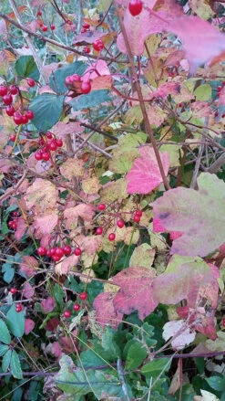 Guelder Rose (Viburnum Opulus) Field Grown Bare Root Shade Loving Hedging Plants -Green Garden World l Guelder Rose 3