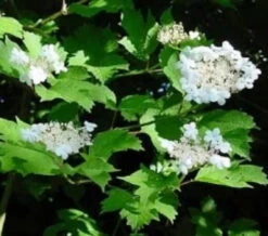 Guelder Rose (Viburnum Opulus) Field Grown Bare Root Shade Loving Hedging Plants -Green Garden World l Guelder Rose 4