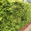 Hornbeam (Carpinus Betulus) Field Grown Semi-Evergreen Native Hedge Plants -Green Garden World l Hornbeam 11