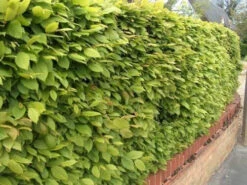 Hornbeam (Carpinus Betulus) Field Grown Semi-Evergreen Native Hedge Plants