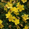 1-2ft Hypericum 'Hidcote' St John's Wort Field Grown Bare Root Hedging Plants 1 1-2ft Hypericum 'Hidcote' St John's Wort Field Grown Bare Root Hedging Plants -Green Garden World l Hypericum 1