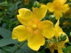 1-2ft Hypericum 'Hidcote' St John's Wort Field Grown Bare Root Hedging Plants -Green Garden World l Hypericum 3