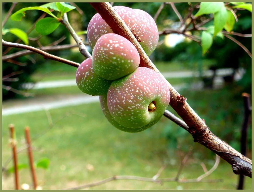 2-3ft Quince (Chaenomelis Japonica) Field Grown Bare Root Hedging Plants 4 2-3ft Quince (Chaenomelis Japonica) Field Grown Bare Root Hedging Plants - Image 2