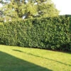 Laurel (Prunus Laurocerasus 'Rotundifolia') Large Multi-stemmed Bushy Bare Root Evergreen Hedging Plants -Green Garden World l Laurel 1