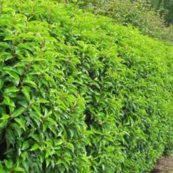 Laurel (Prunus Laurocerasus 'Rotundifolia') Large Multi-stemmed Bushy Bare Root Evergreen Hedging Plants -Green Garden World l Laurel 4