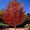 1-2ft Liquidamber (Styraciflua) Field Grown Bare Root Hedging Plants -Green Garden World l Liquid Amber 1