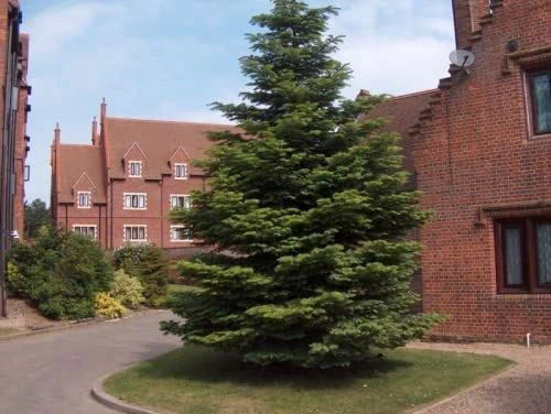 Nordmann (Abies Nordmanniana) Christmas Tree Field Grown Bare Root Tree Whip Plants Sapling - 15-25cm 3 Nordmann (Abies Nordmanniana) Christmas Tree Field Grown Bare Root Tree Whip Plants Sapling - 15-25cm