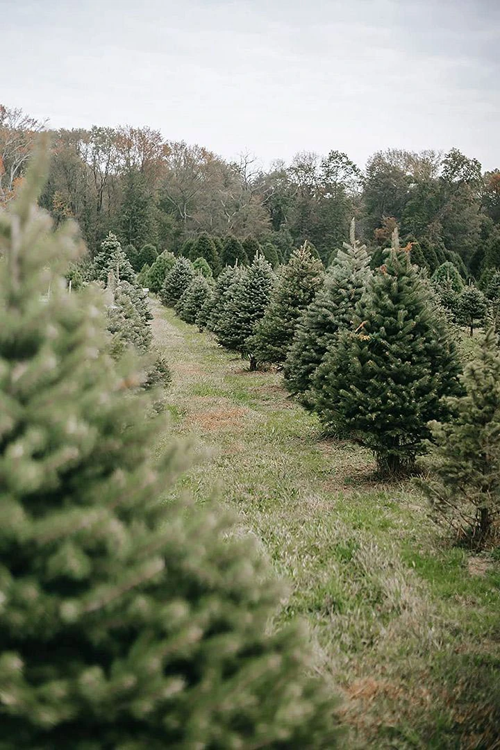 Nordmann (Abies Nordmanniana) Christmas Tree Field Grown Bare Root Tree Whip Plants Sapling - 15-25cm 4 Nordmann (Abies Nordmanniana) Christmas Tree Field Grown Bare Root Tree Whip Plants Sapling - 15-25cm - Image 2