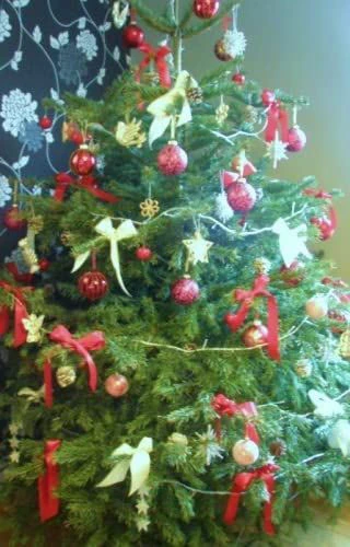 Nordmann (Abies Nordmanniana) Christmas Tree Field Grown Bare Root Tree Whip Plants Sapling - 15-25cm 5 Nordmann (Abies Nordmanniana) Christmas Tree Field Grown Bare Root Tree Whip Plants Sapling - 15-25cm - Image 3