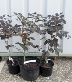 5 X 2ft Tall Potted Purple Copper Beech Native Hedge Plant Saplings Semi-evergreen Hedging 13 5 X 2ft Tall Potted Purple Copper Beech Native Hedge Plant Saplings Semi-evergreen Hedging -Green Garden World l Purple Beech 12