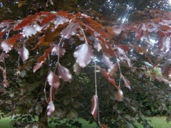 5 X 2ft Tall Potted Purple Copper Beech Native Hedge Plant Saplings Semi-evergreen Hedging 12 5 X 2ft Tall Potted Purple Copper Beech Native Hedge Plant Saplings Semi-evergreen Hedging -Green Garden World l Purple Beech 2